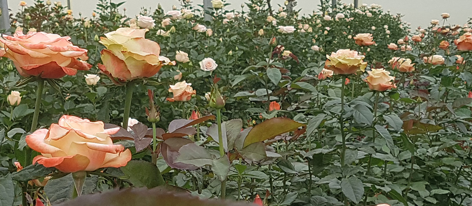 Rosa Bali-Naivasha-WAC B.V.