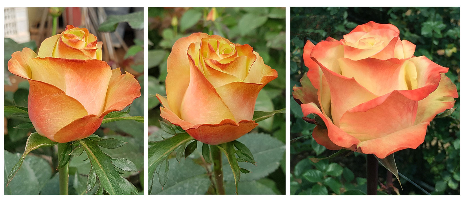 Rosa-Bali-stadia-WAC-BV