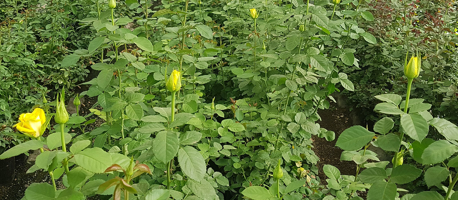 Rosa-215-129-019-kas-WAC-BV