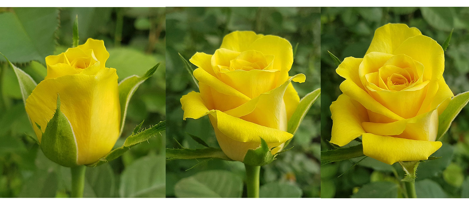 Rosa-215-129-019-stadia-WAC-BV