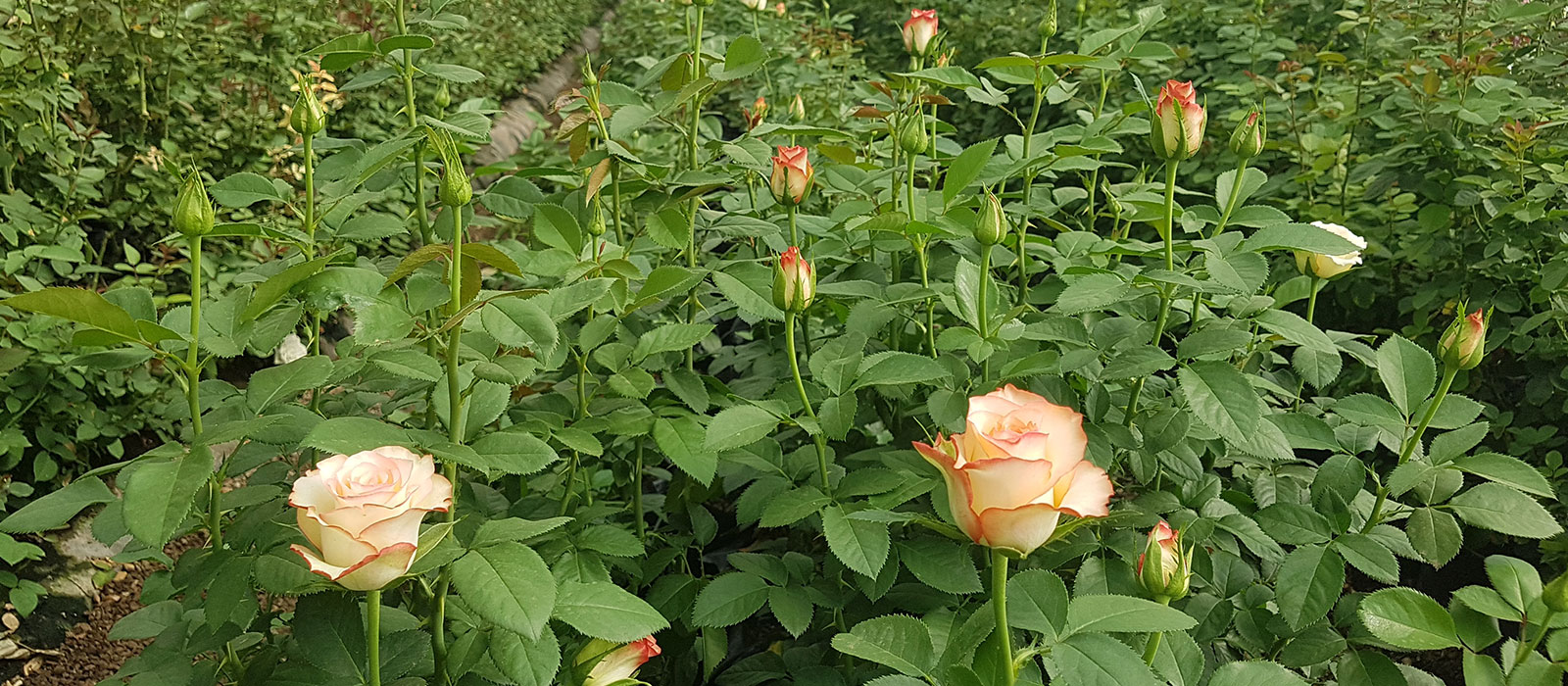 Rosa-215-233-006-kas-WAC-BV