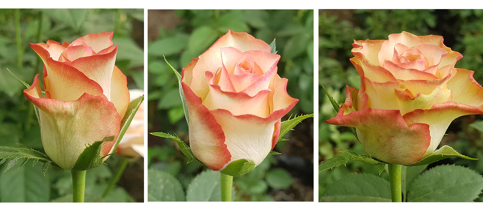 Rosa-215-233-006-stadia-WAC-BV