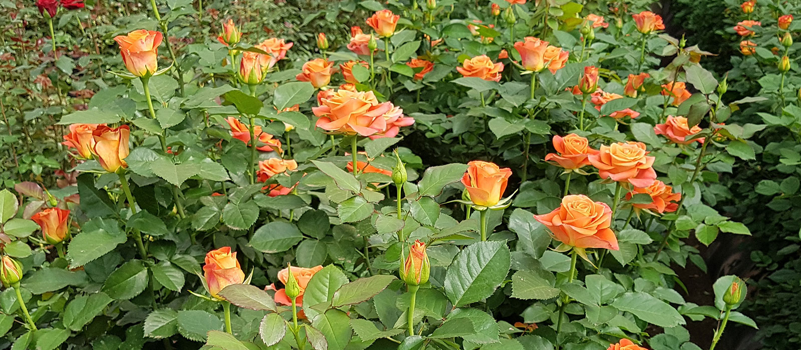 Rosa-B-Nice-kas-2-WAC-BV