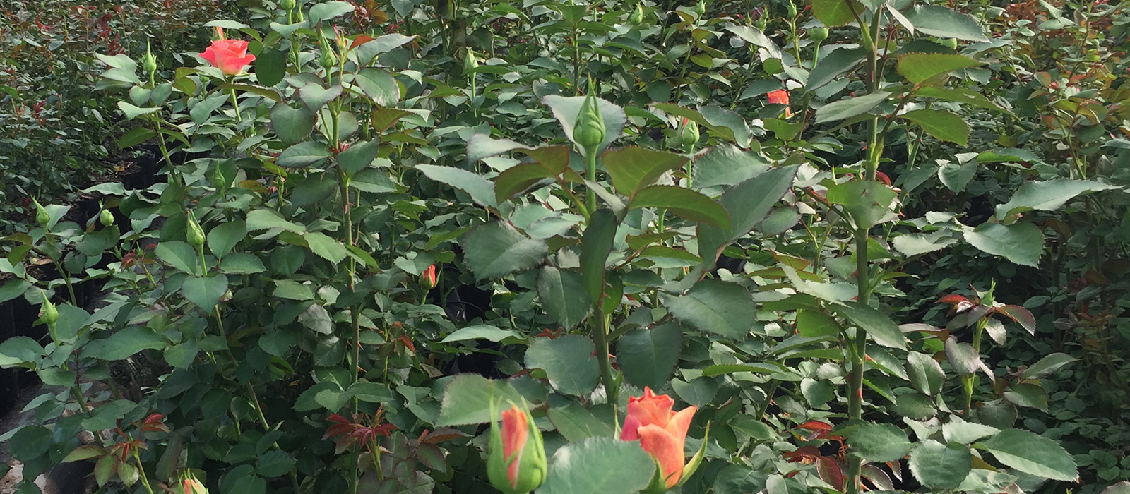 Rosa-B-Nice-kas-WAC-BV