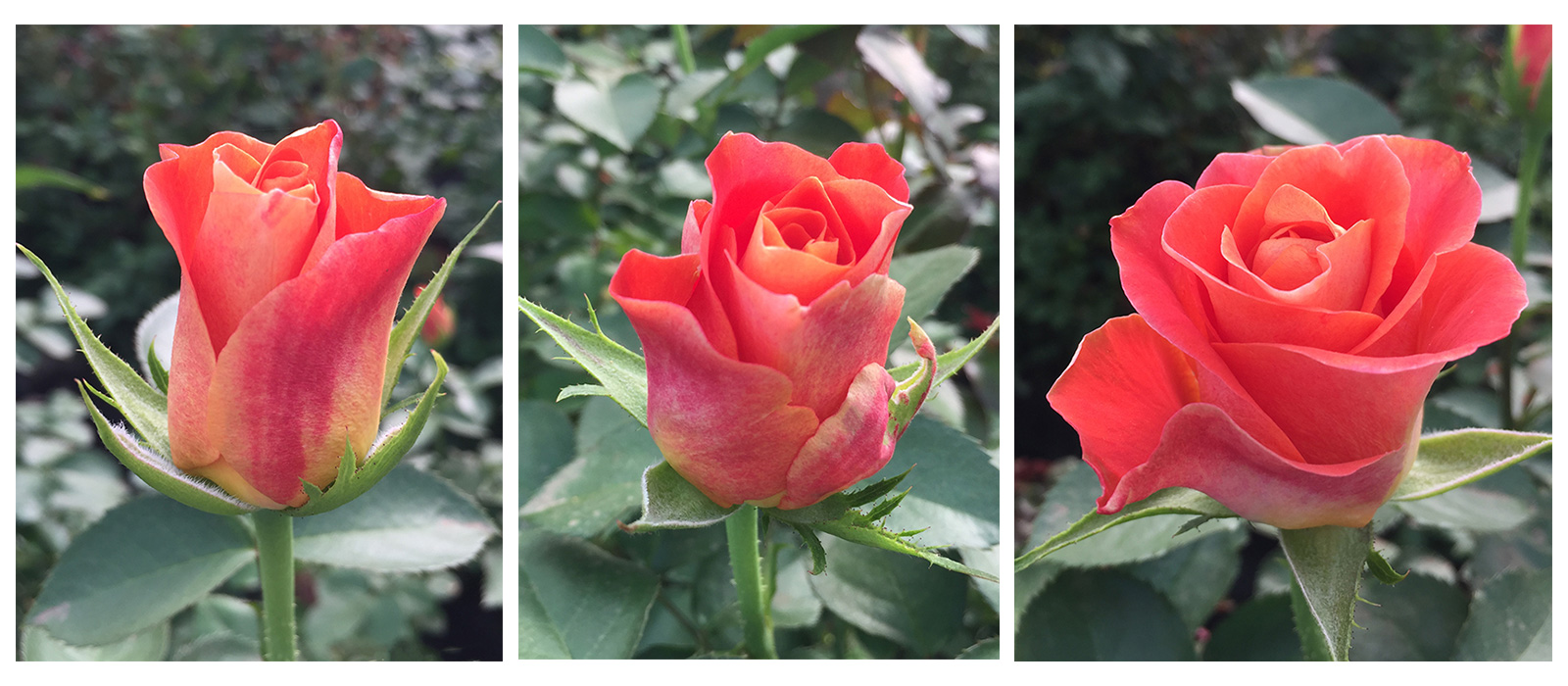 Rosa-B-Nice-stadia-WAC-BV