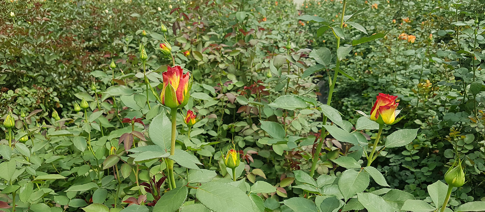 Rosa-Catch-kas-WAC-BV