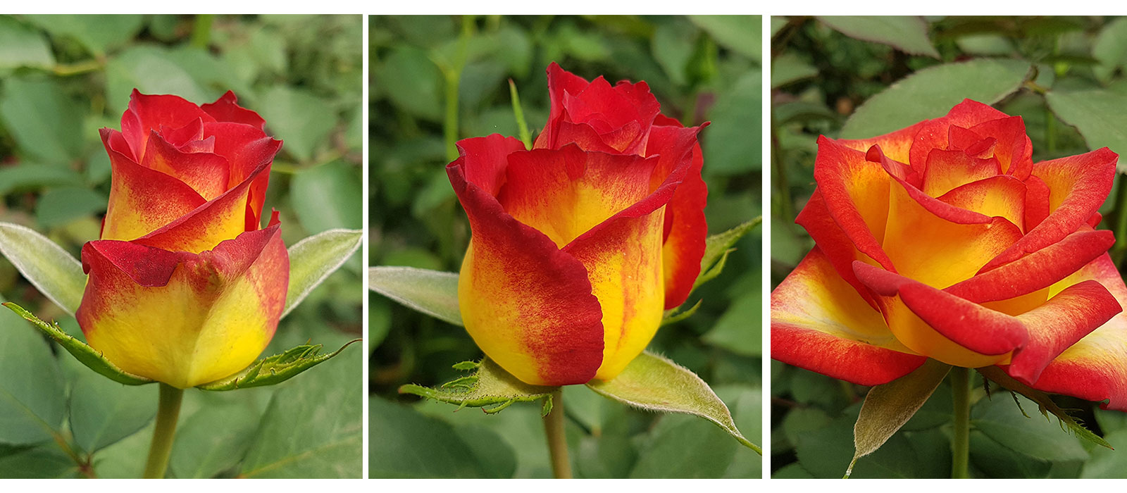 Rosa-Catch-stadia-WAC-BV