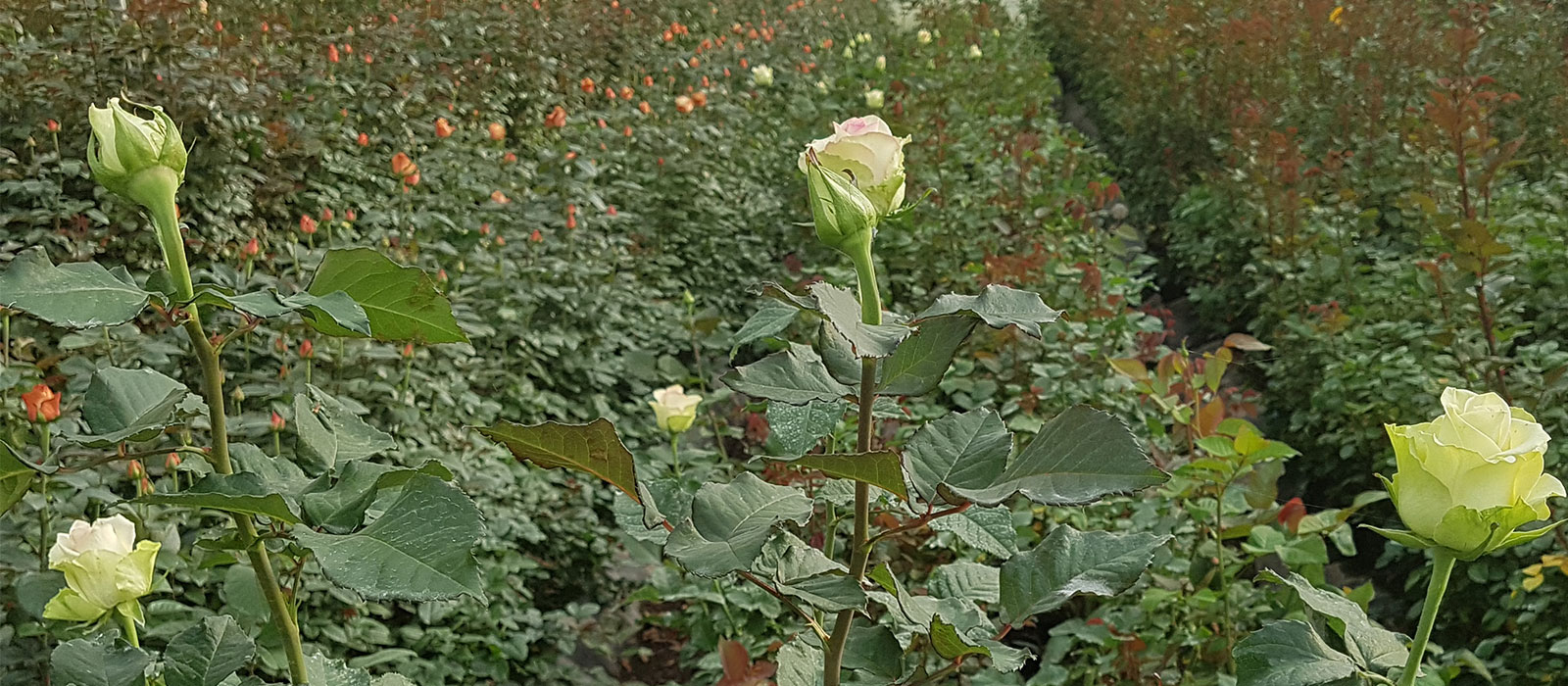 Rosa Crane Naivasha-WAC BV