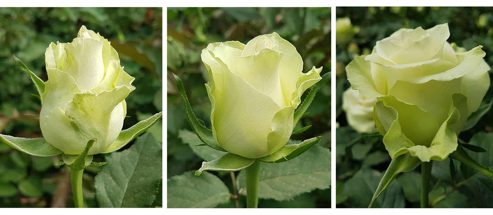 Rosa-Crane-stadia-WAC-BV