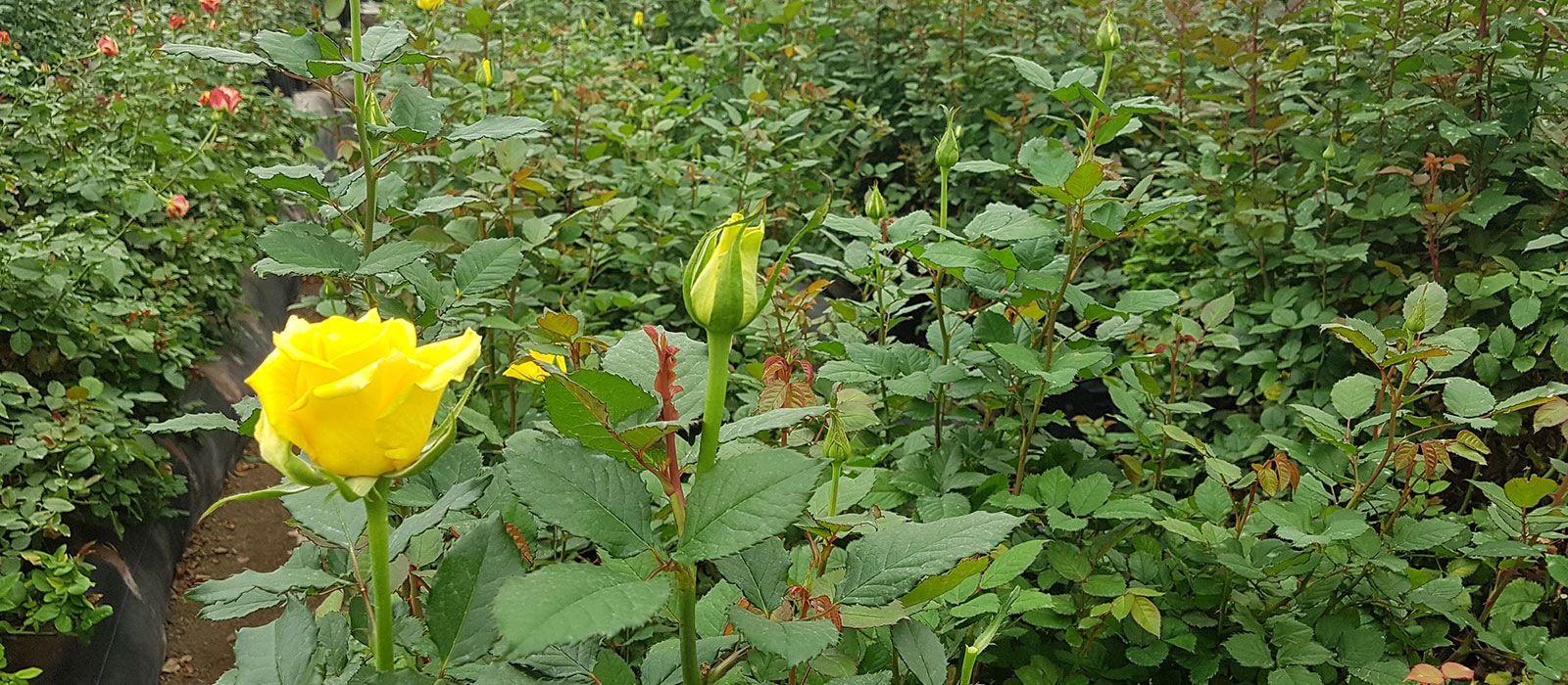 Rosa-Dayo-kas-WAC-BV