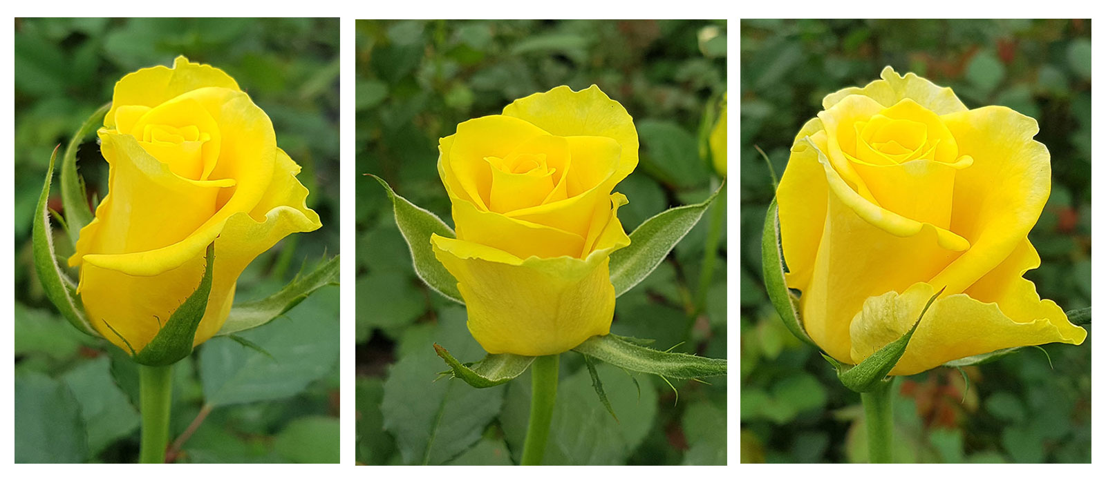 Rosa-Dayo-stadia-WAC-BV