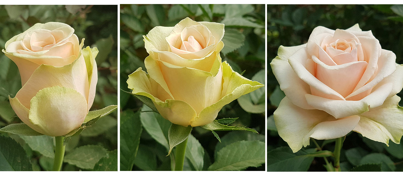 Rosa-Femina-stadia-WAC-BV