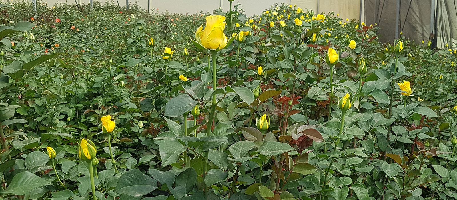 Rosa-Golden-Bird-kas-WAC-BV