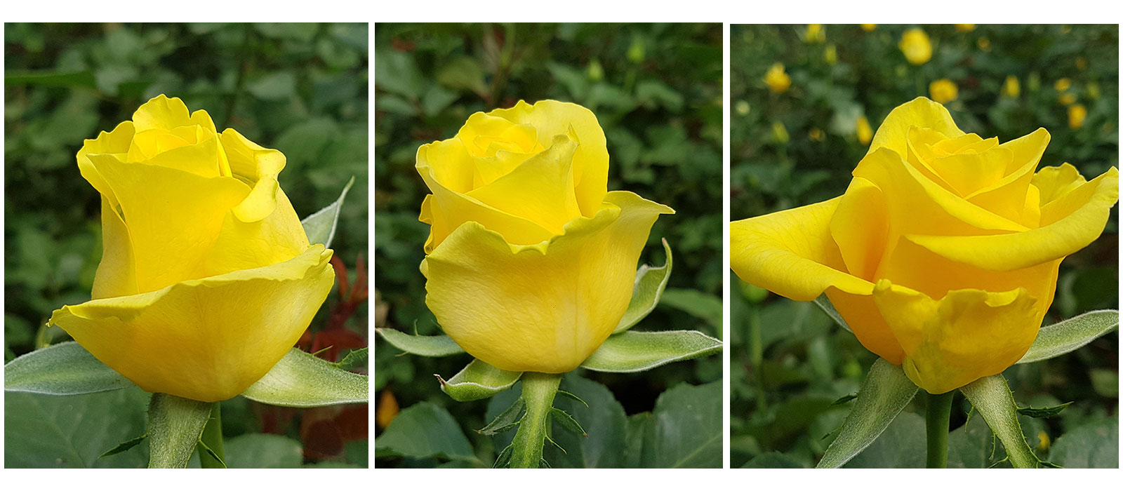 Rosa-Golden-Bird-stadia-WAC-BV