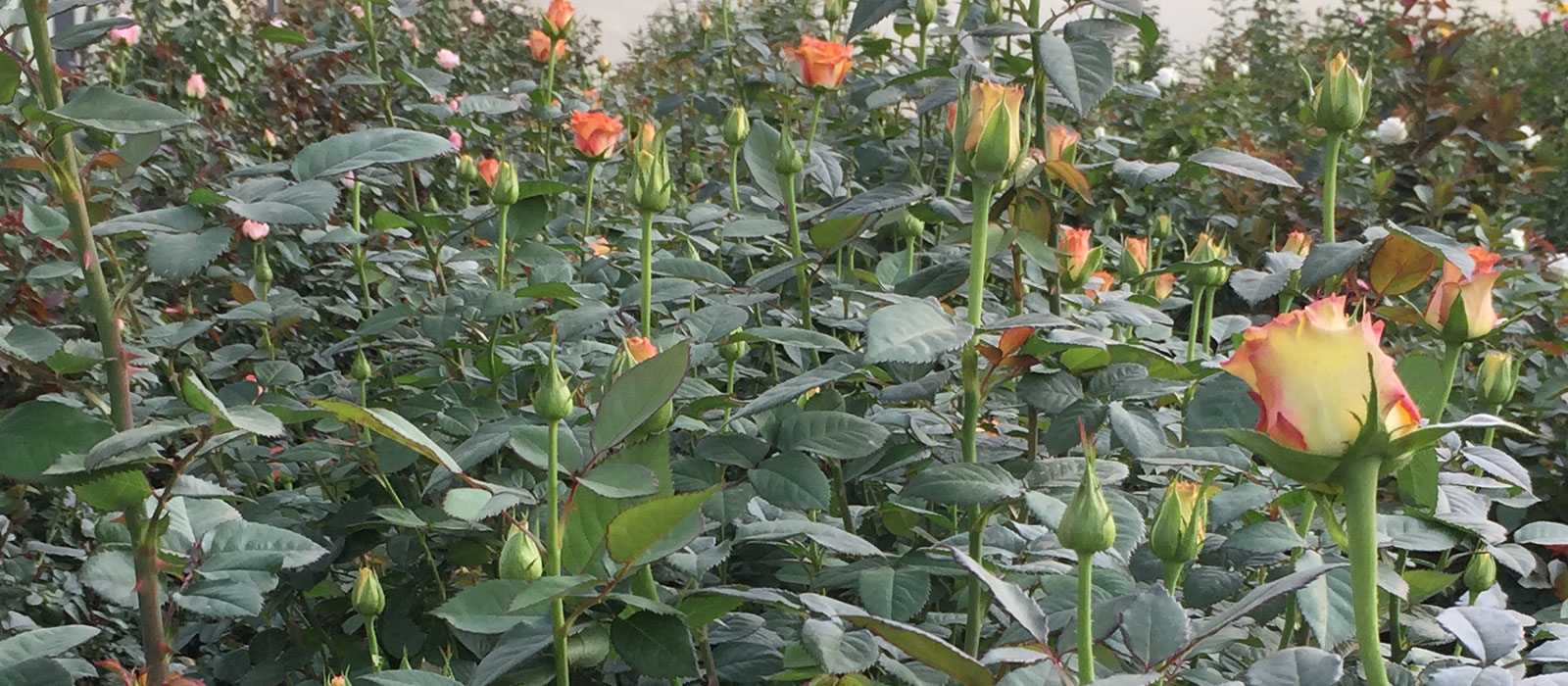 Rosa Golden Robin-WAC B.V.