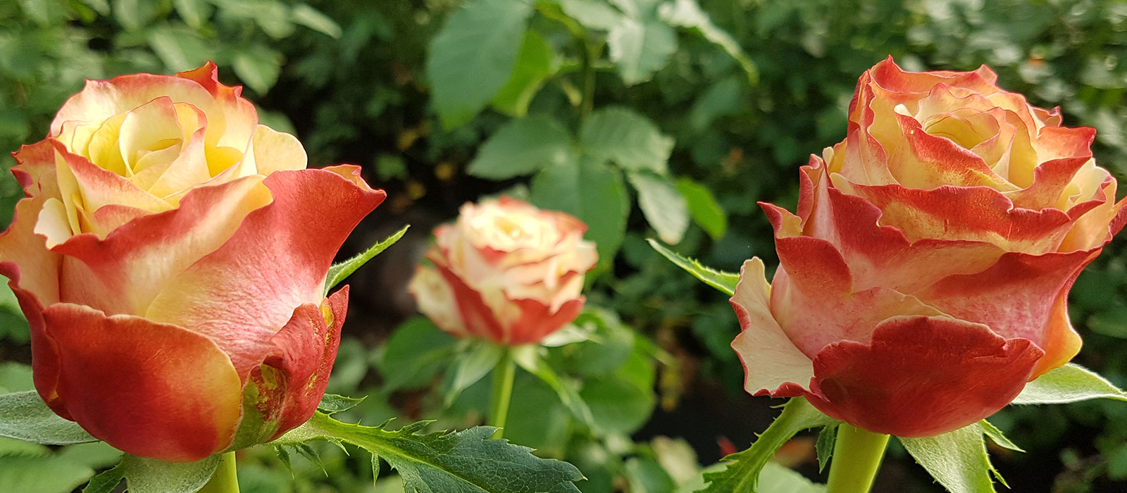 Rosa Happy Robin Naivasha WAC B.V.