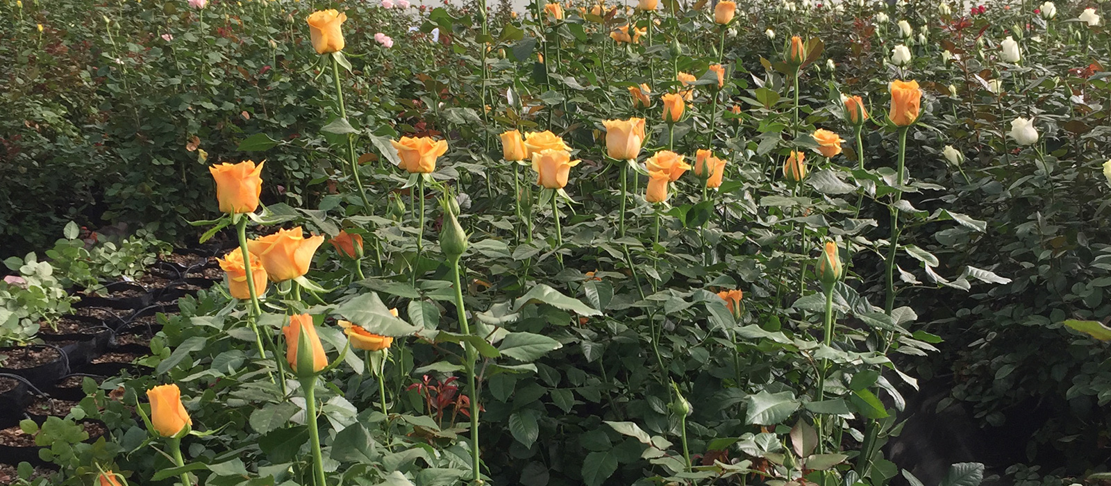 Rosa-Honey-B-kas-slider-WAC-BV