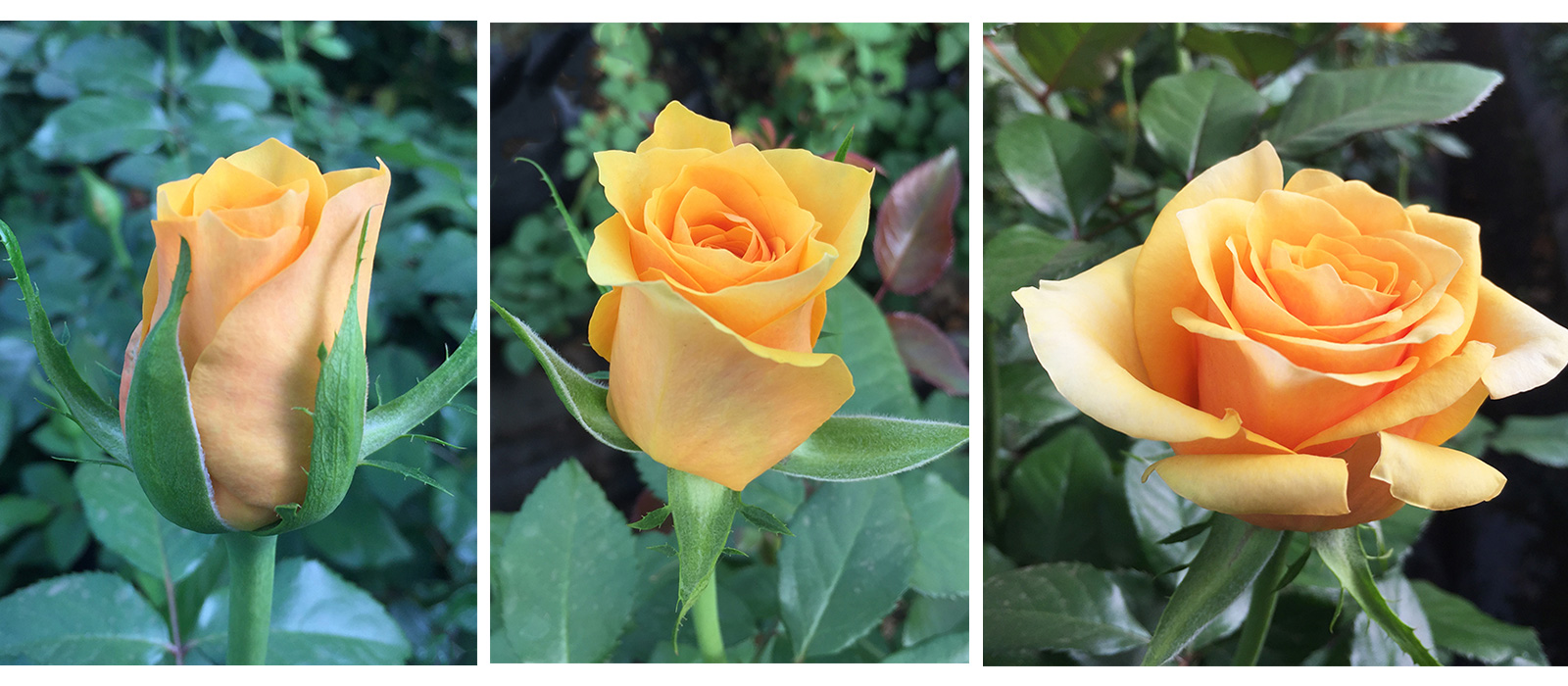 Rosa-Honey-B-stadia-slider-WAC-BV