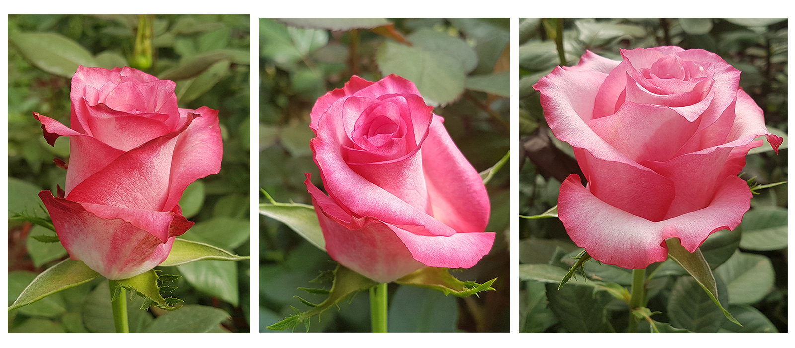 Rosa-Linnet-stadia-slider-WAC-BVt