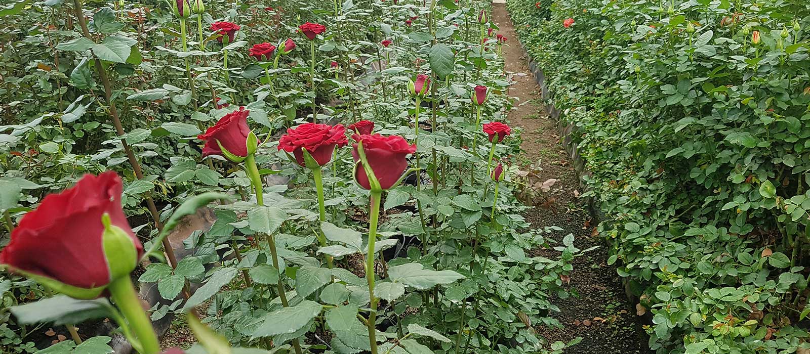 Rosa-Love-Bird-kas-WAC-BV