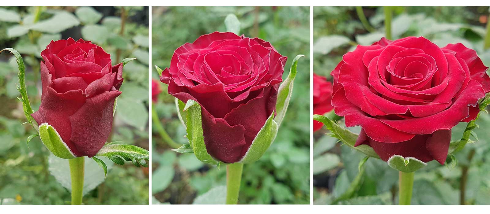 Rosa-Love-Bird-stadia-WAC-BV