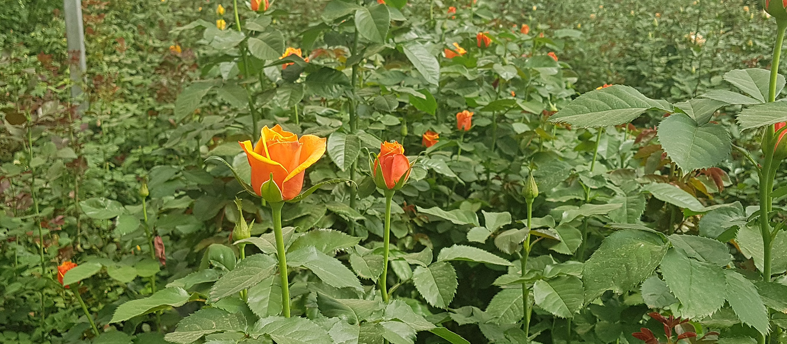 Rosa-Orange-Weaver-kas-WAC-BV