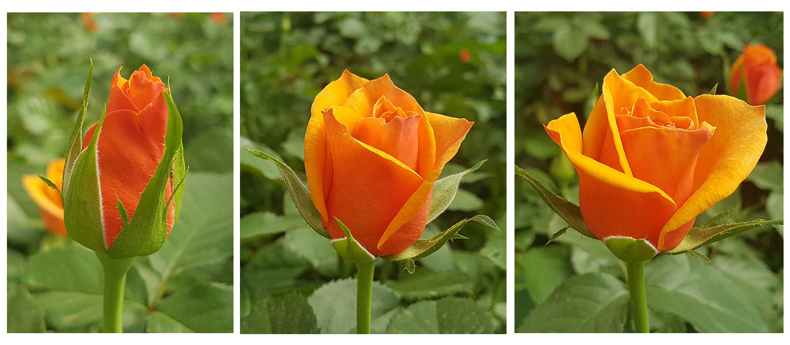 Rosa-Orange-Weaver-stadia-WAC-BV