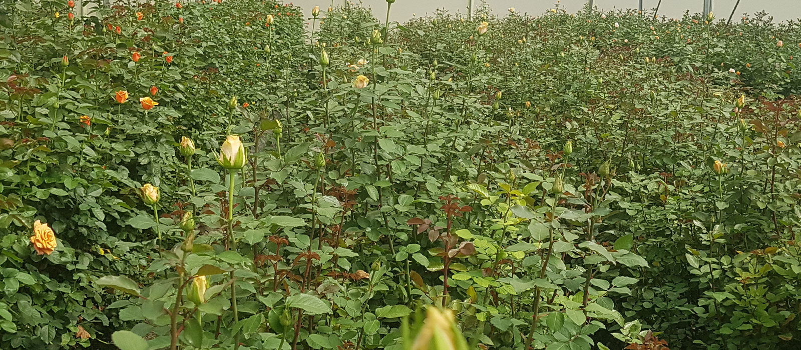 Rosa-Oriole-kas-WAC-BV