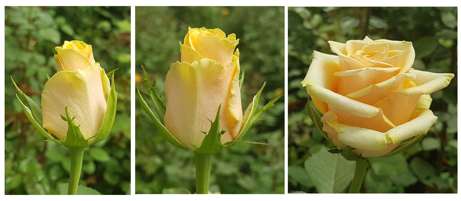 Rosa-Oriole-stadia-WAC-BV