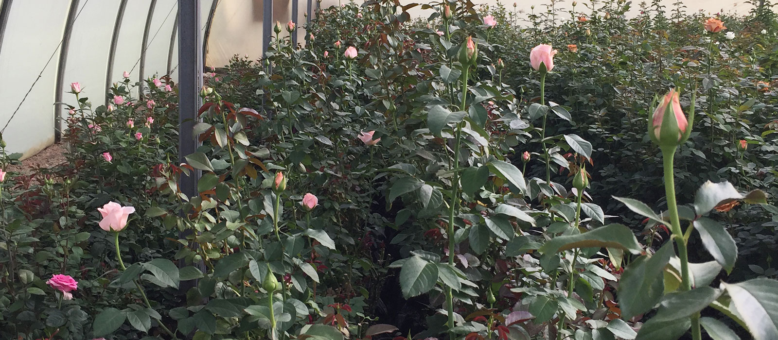 Rosa-Pink-Robin-kas-WAC-BV