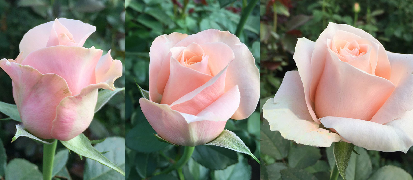 Rosa Pink Robin-WAC B.V.