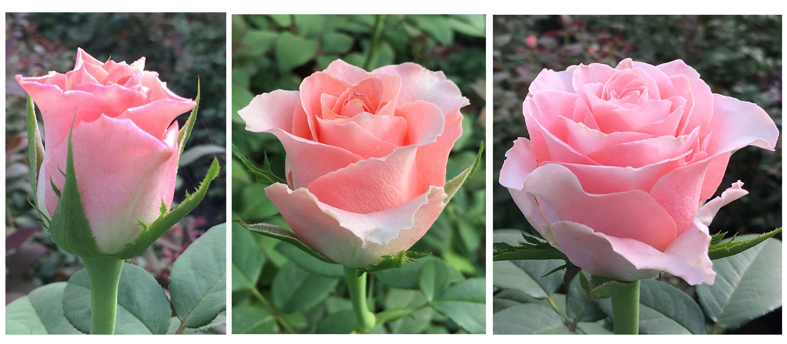 Rosa-Pink-Swift-kas-WAC-BV