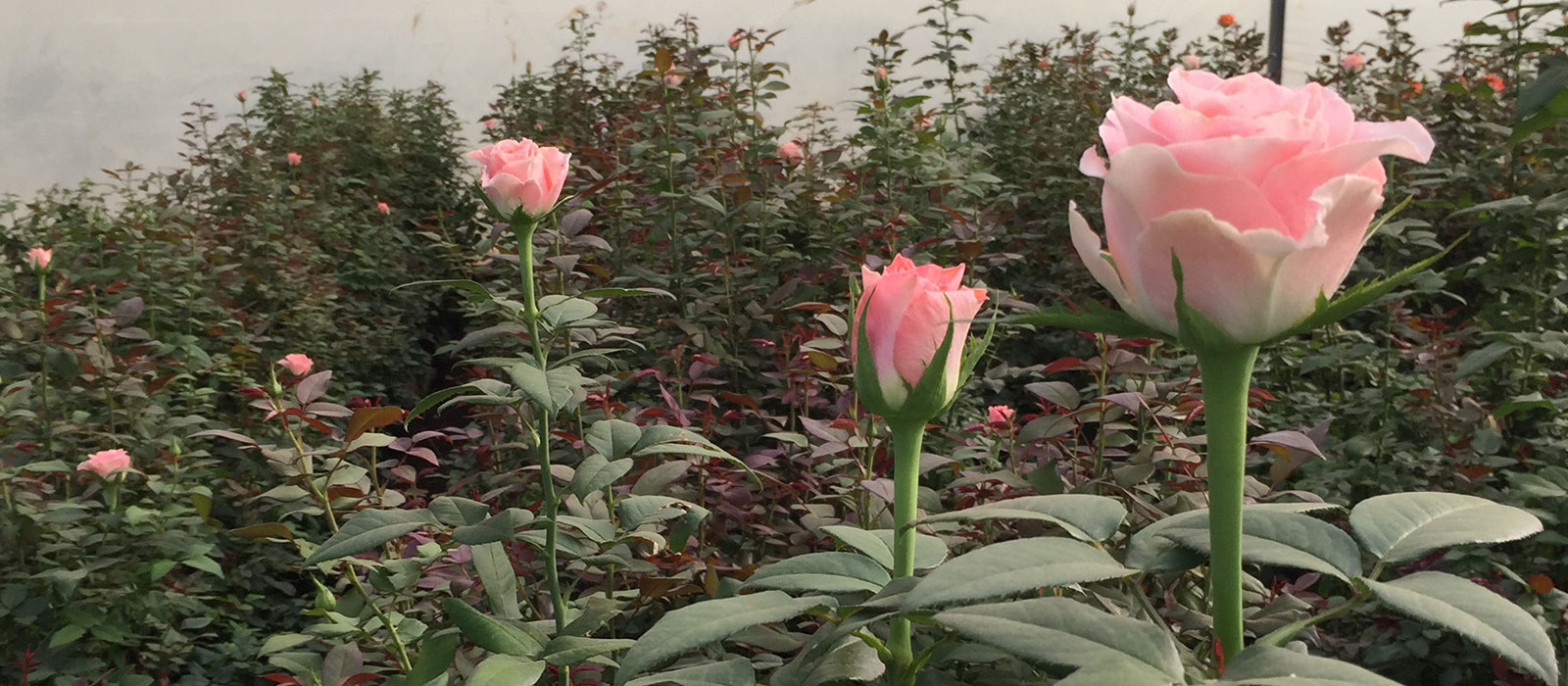 Rosa-Pink-Swift-kas-slider-WAC-BV