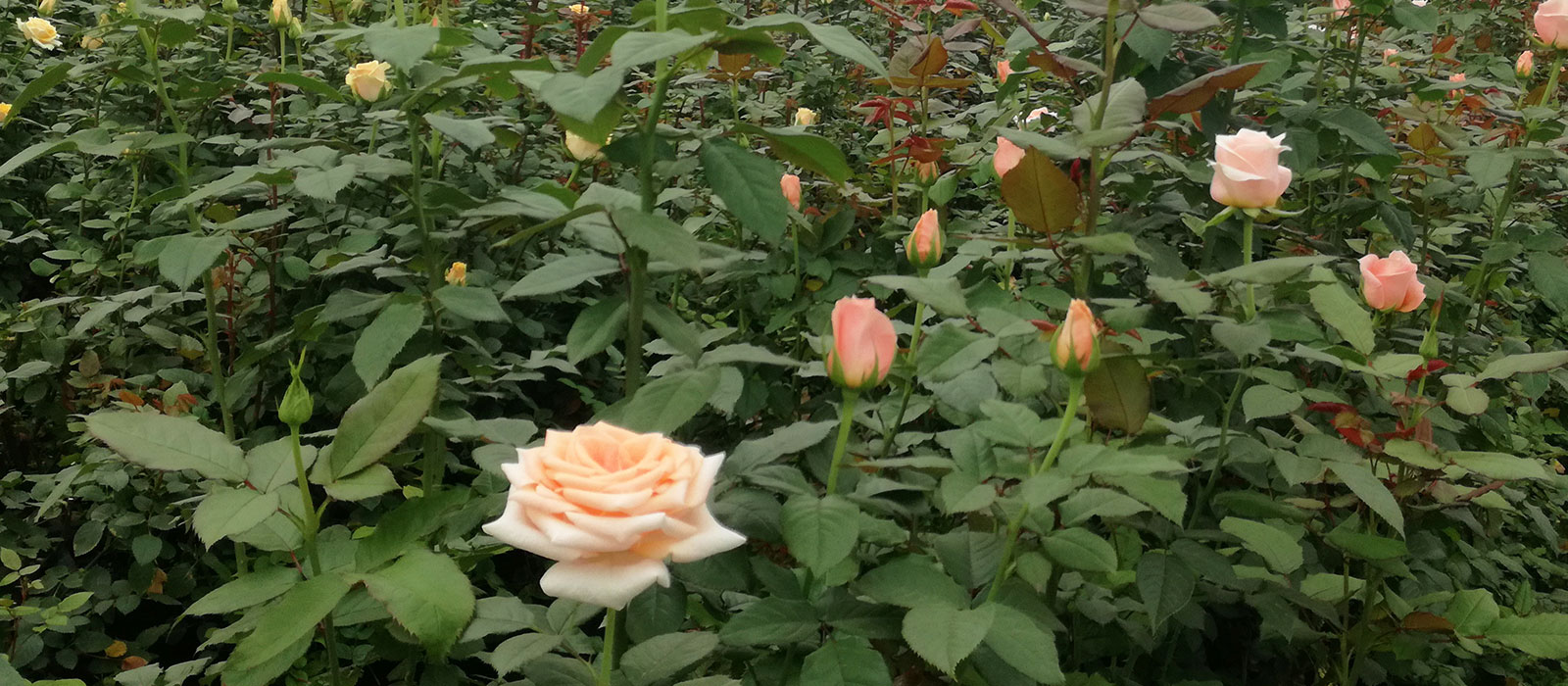 Rosa-Pink-Weaver-kas-WAC-BV