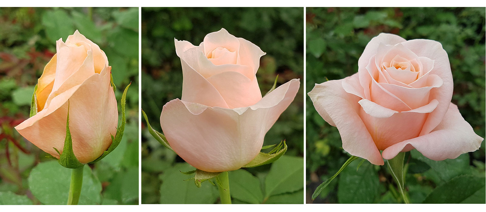 Rosa-Pink-Weaver-stadia-WAC-BV