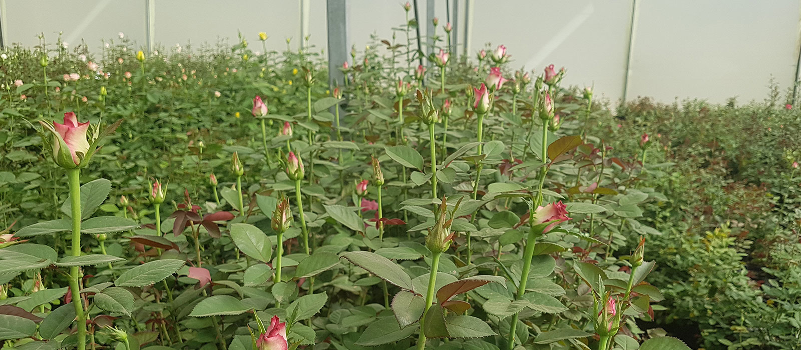 Rosa Pixie-Naivasha-WAC B.V.