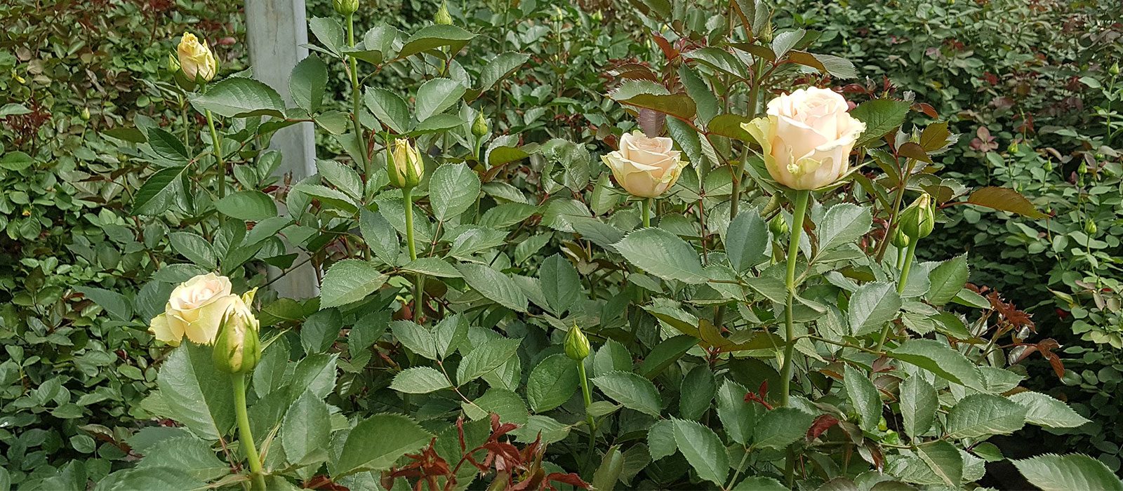 Rosa-Femina-kas-WAC-BV