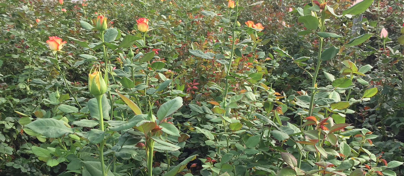 Rosa-Twin-kas-slider-WAC-BV