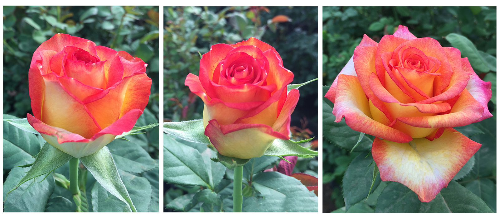 Rosa-Twin-stadia-slider-WAC-BV