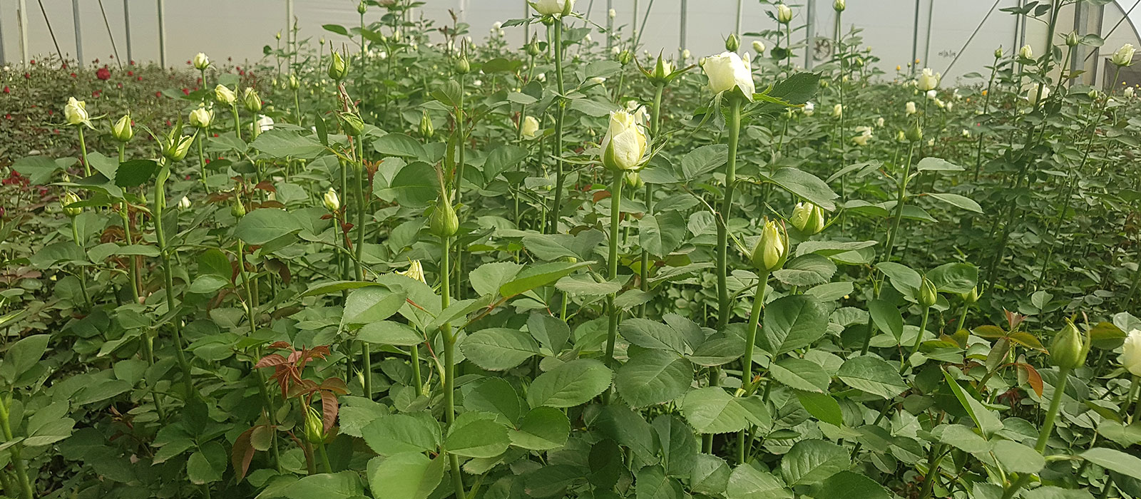 Rosa-Vanilla-Ice-kas-WAC-B