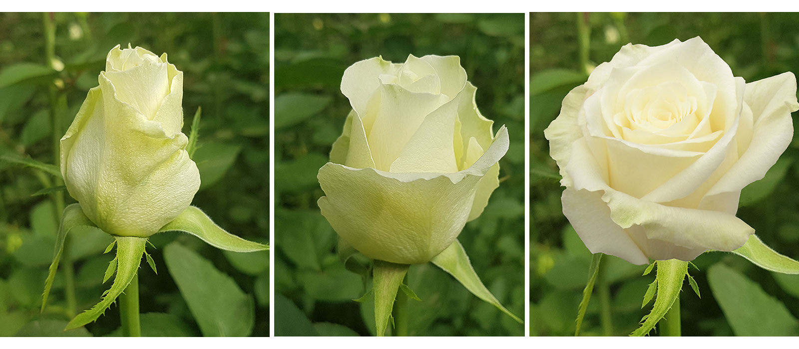 Rosa-Vanilla-Ice-stadia-WAC-B.V