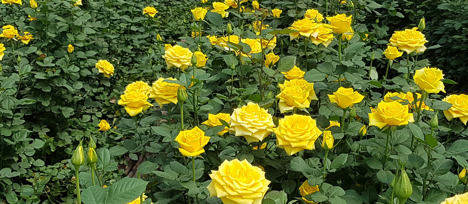 Rosa-Weaver-kas-WAC-BV