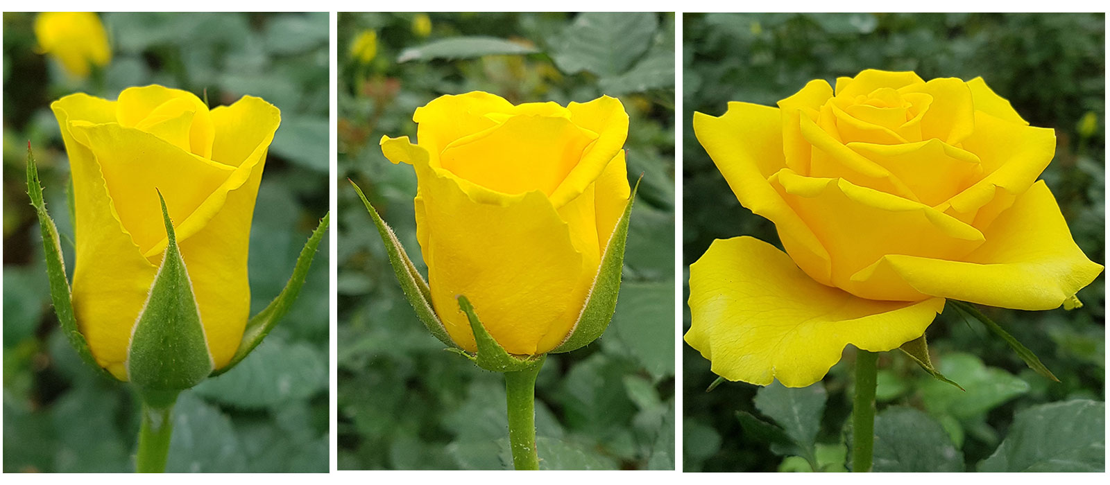 Rosa-Weaver-stadia-WAC-BV