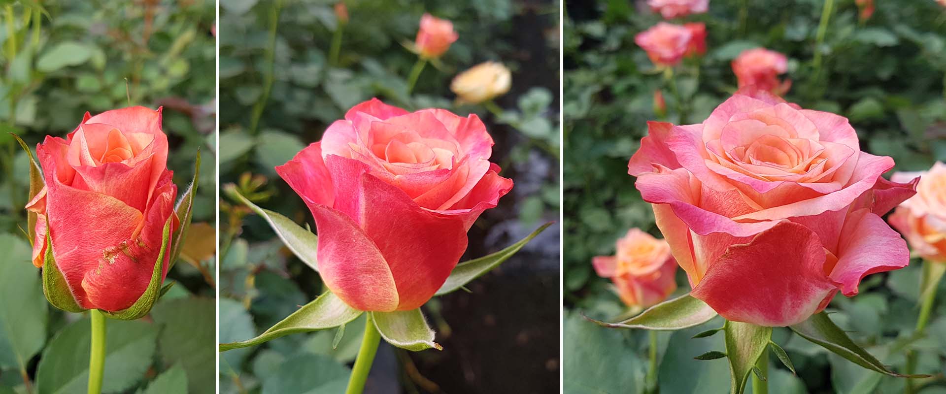 Speedo-2-stadoa-WAC-BV