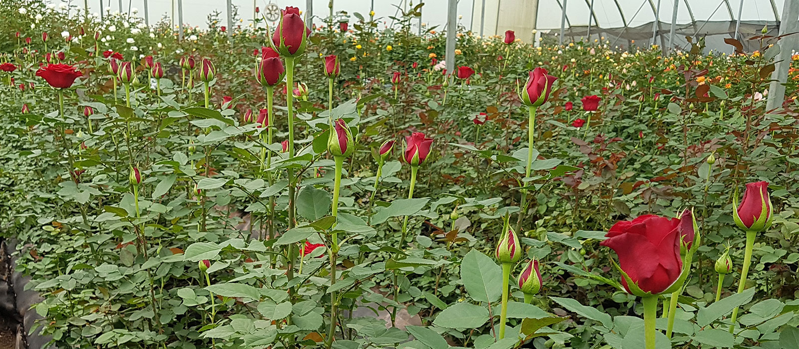 Rosa-Fiancee-kas-WAC-BV