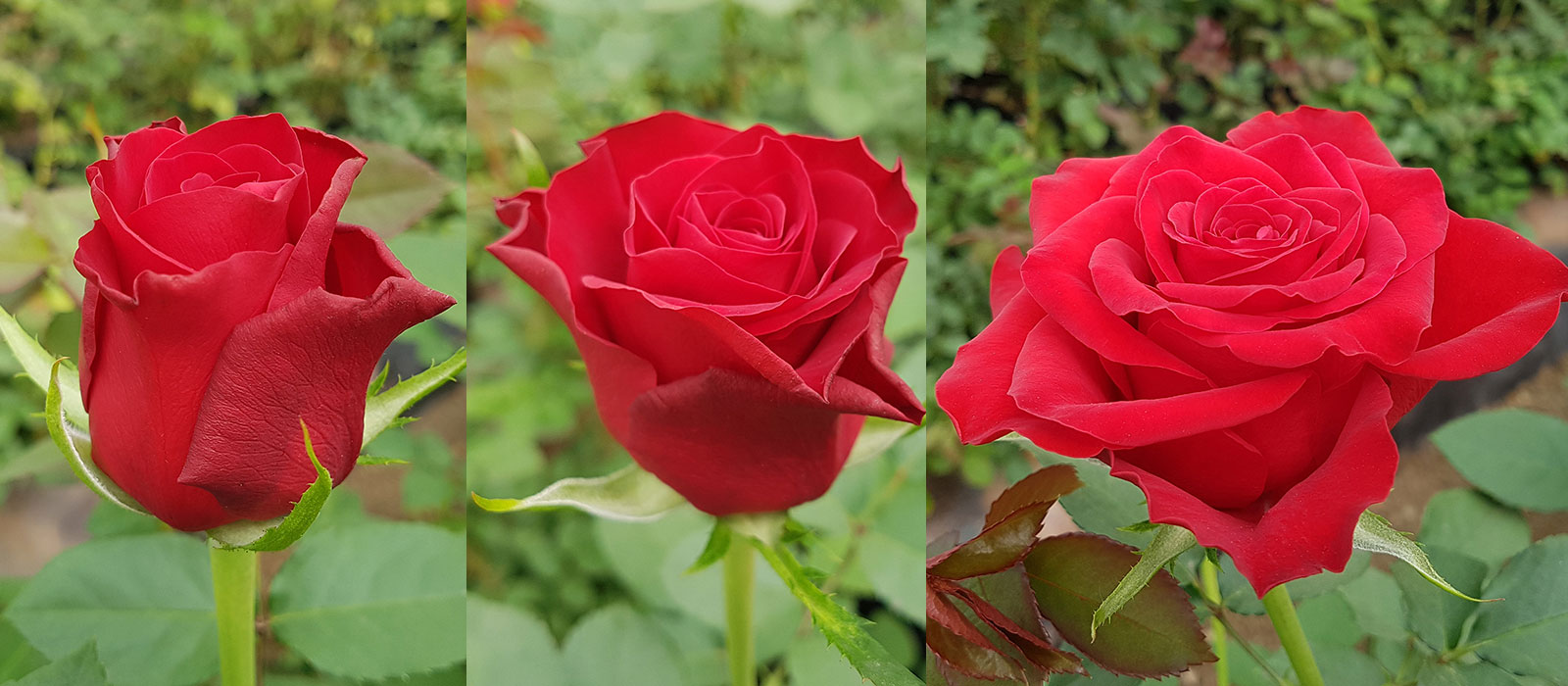 Rosa-Fiancee-stadia-WAC-BV