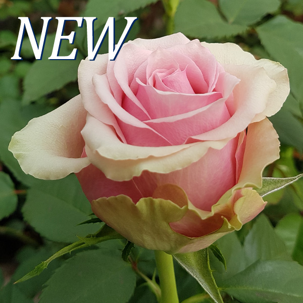 Rosa Classic Robin-WAC B.V.