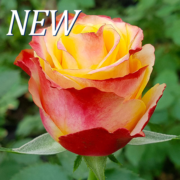 Rosa Happy Robin-WAC