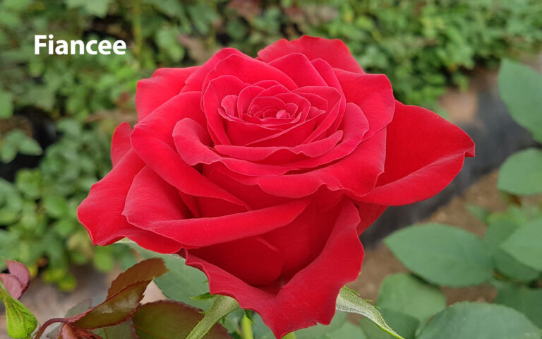 Rosa Fiancee WAC BV