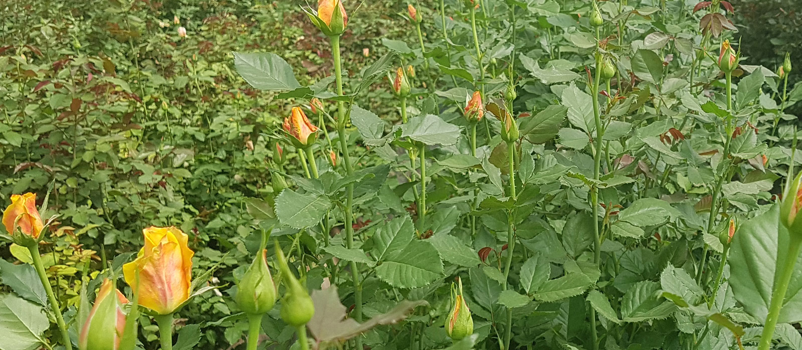 Rosa intmediate 214 193 085 Naivasha WAC BV